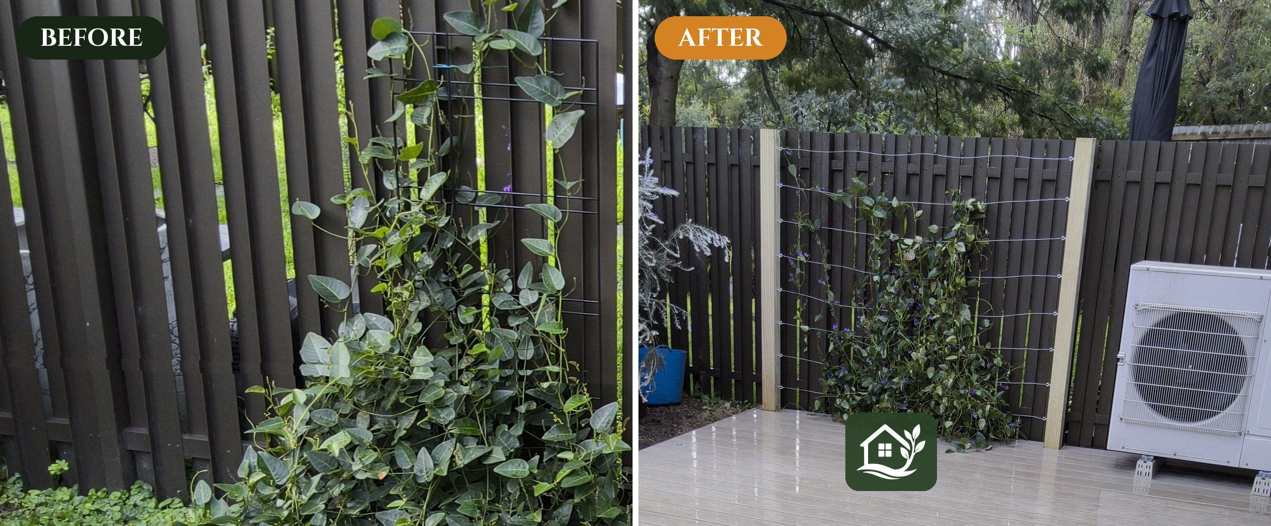 Before and after — Hardenbergia on a plastic frame now growing on trellis wire between cypress posts — Ringwood