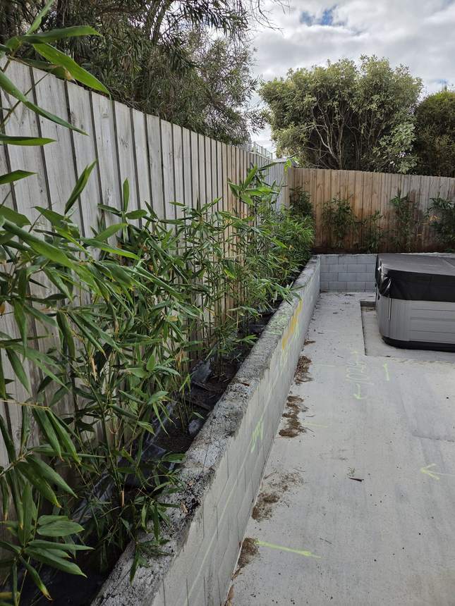 China Gold bamboo laid along the access path ready to plant beside the retaining wall