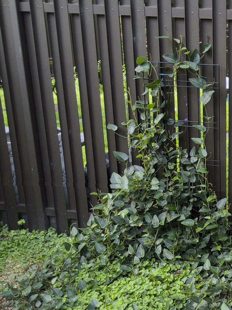 Hardenbergia climber on a small black plastic frame on the fence