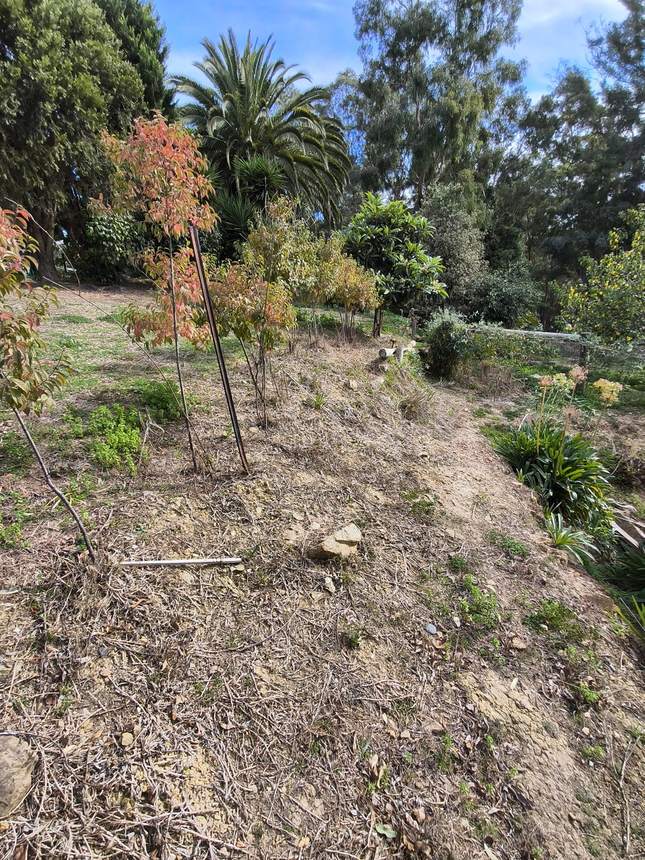 Steep overgrown bank dropping away along the boundary fence before works — Templestowe