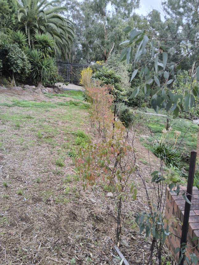 Another angle showing the depth and fall of the bank to be retained — Templestowe