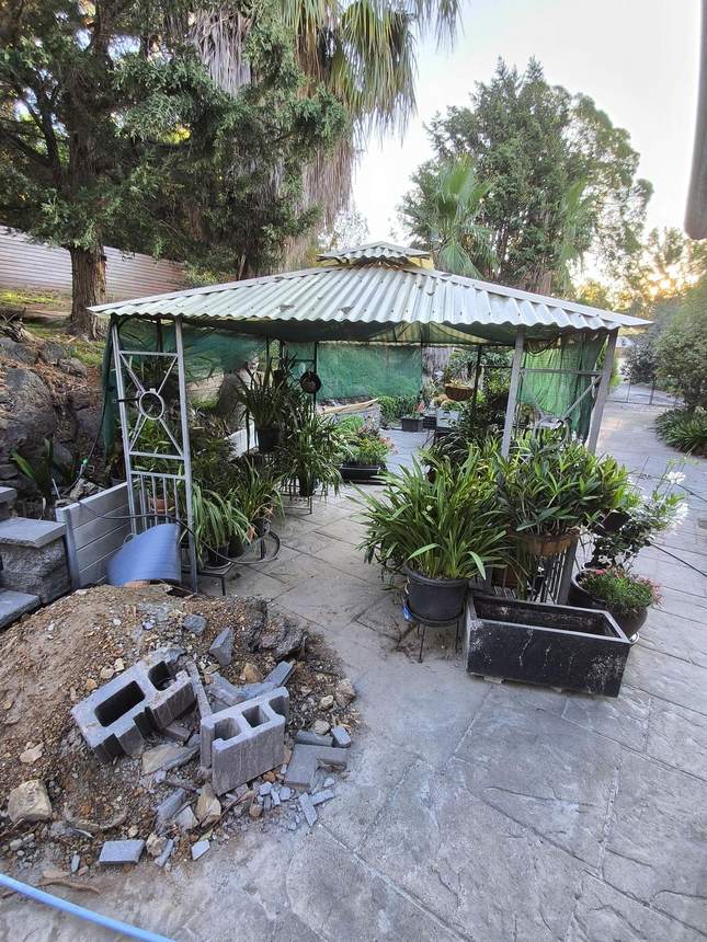 Before demolition — pergola consumed by the garden, Templestowe